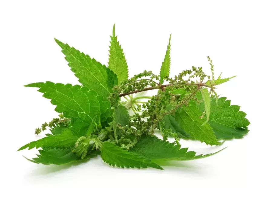 Nettle extract - Prostate composition