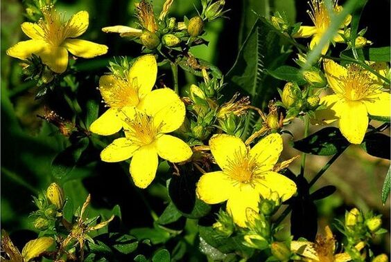 St. John's wort is a medicinal plant that helps treat prostatitis